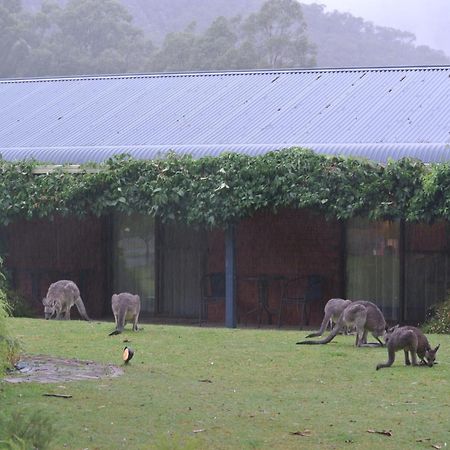 Kookaburra Motor Lodge Halls Gap Exterior foto