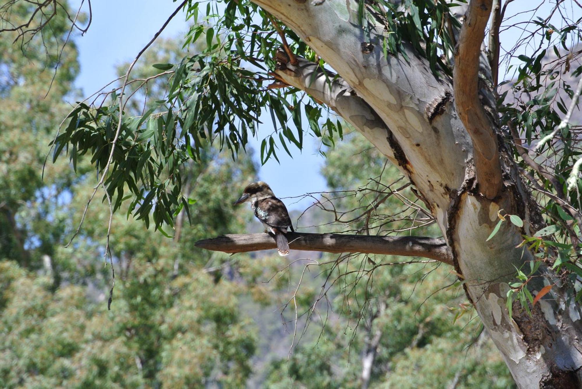 Kookaburra Motor Lodge Halls Gap Exterior foto
